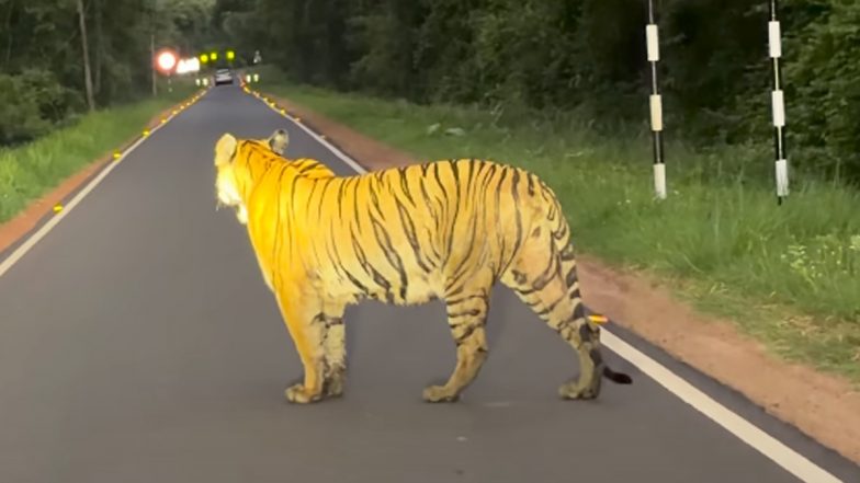 Video Captures Rare Moment Tigress Chhoti Madhu Leads 3 Cubs Across Tadoba Reserve