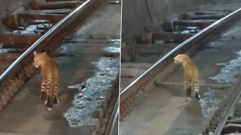 Viral Video Shows Leopard Walking on Railway Tracks Inside Chhattisgarh&rsquo;s Bhanwartank Tunnel, Train Slows Down