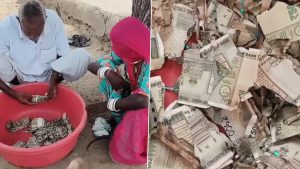 Rajasthan Farmer Buries INR 5 Lakh in Field To Hide It From Family, Termites Destroy Entire Cash Stash (Video).