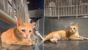 social-viral-Mumbai Metro’s ‘Chief Feline Officer’ Video: Ginger Cat at Gundavali Station Draws Fans, Treats and Cuddles