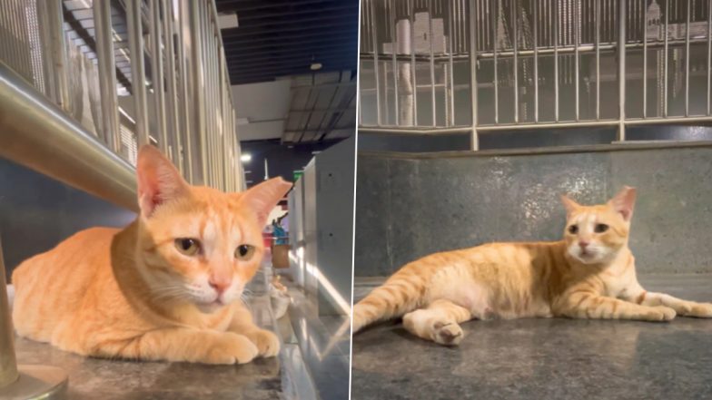 Mumbai Metro&rsquo;s &lsquo;Chief Feline Officer&rsquo; Video: Ginger Cat at Gundavali Station Draws Fans, Treats and Cuddles
