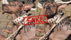 social-viral-Did a Man Turn Into a Dog Via Plastic Surgery Due to Dog Obsession? No, Viral Video Is Fake