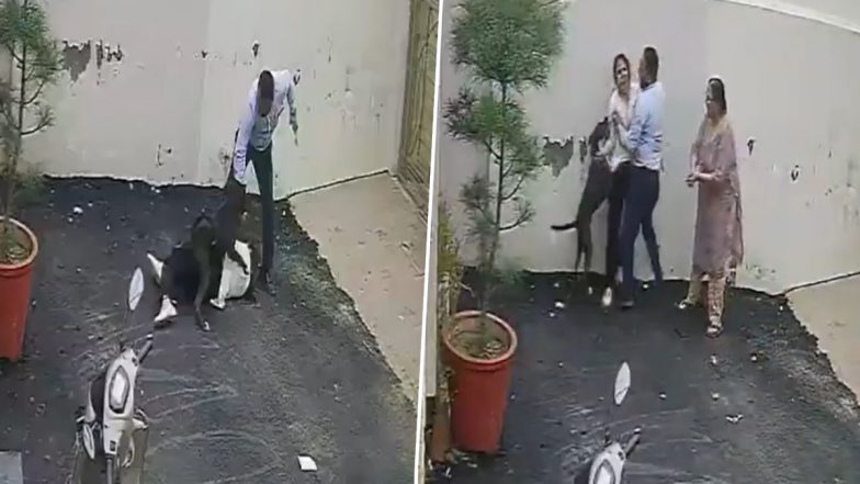 Patiala Pitbull Attack Video: Dog Attacks Husband and Wife During House Visit, Couple Hospitalised