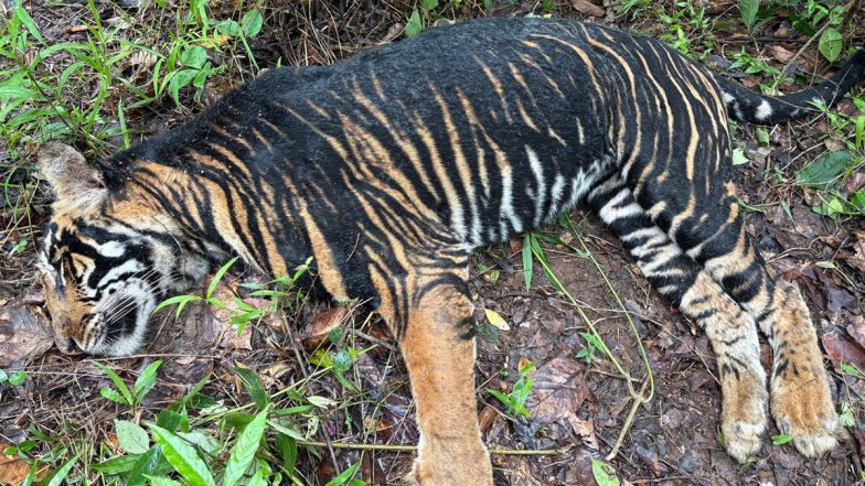 Odisha: Pseudo-Melanistic Tigress Found Dead in Core Area of Similipal Tiger Reserve, Cause of Death Awaited