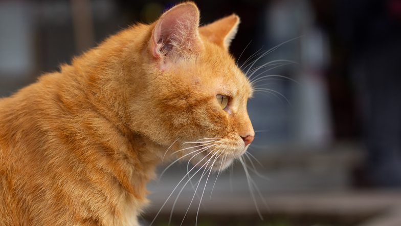 Lambert the Orange Cat Is Going Viral Over TikTok; Here's Why