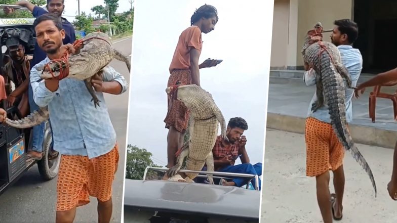 Bihar Viral Video: Man Walks Into Police Station Carrying Live Crocodile on His Shoulder in Supaul
