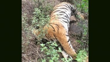 Royal Bengal Tigress Dies at Jharkhali Tiger Rescue Centre in Sundarbans After Sudden Health Decline