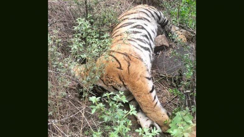 Royal Bengal Tigress Dies at Jharkhali Tiger Rescue Centre in Sundarbans After Sudden Health Decline