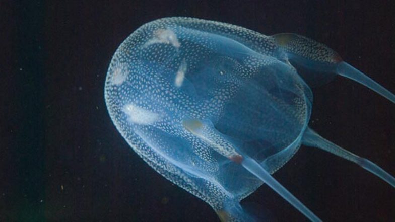 Japan Snorkeller Shares Shocking Injuries After Encounter With Venomous Box Jellyfish, Issues Warning