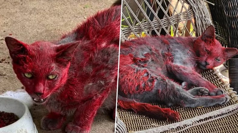 Mystery Cat Covered in Red Dye Roams Texas, Rescuers Urge Public Not To Feed Her; Here&rsquo;s Why