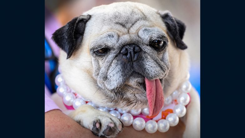 Jinny Lu, the 6-Year-Old Rescued Pug, Crowned as the 'World's Ugliest Dog'