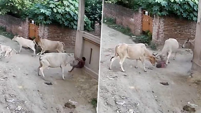 Cow Attack in Lucknow: 5-Year-Old Girl Injured in Arjunganj, CCTV Video Goes Viral