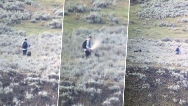 Yellowstone National Park: Video Shows Wolf Following Tourist for 10 Minutes, Bear Spray Used To Fend It Off