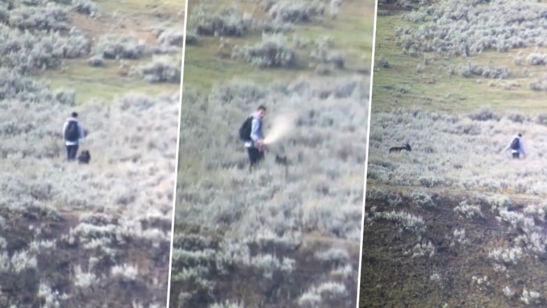 Yellowstone National Park: Video Shows Wolf Following Tourist for 10 Minutes, Bear Spray Used To Fend It Off