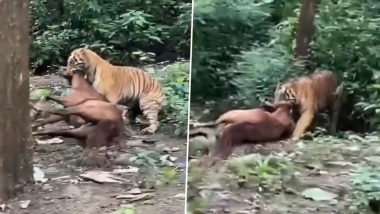 Tiger Attack Viral Video: Big Cat Hunts, Drags Horse Into Forest in Ramnagar in Broad Daylight