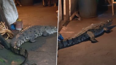 Goa Crocodile Rescue Video: Massive Reptile Enters Khandepar Home, Residents Flee As Dogs Bark