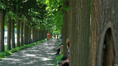 Trees Are Vital for Cooler Cities, but They Need Help Too