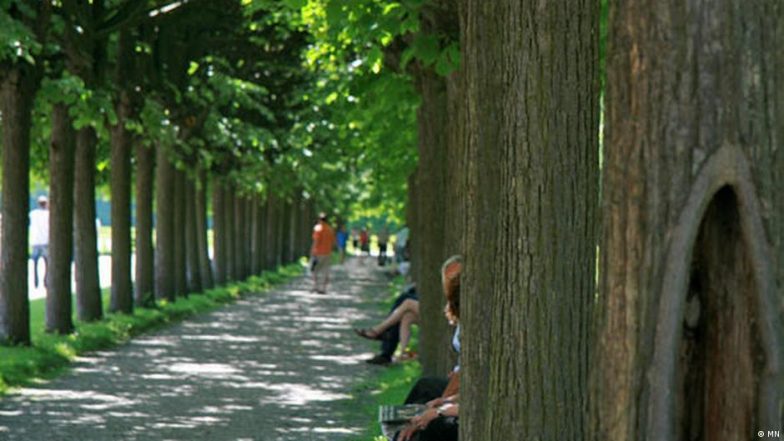 Trees Are Vital for Cooler Cities, but They Need Help Too