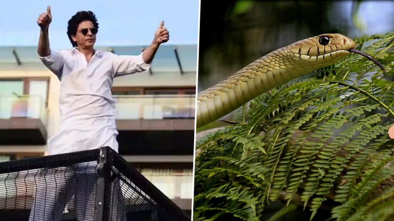 Snake Found at SRK&rsquo;s Mannat: 2 Reptiles Spotted in Garden of Shah Rukh Khan&rsquo;s Mumbai Home, 8-Foot Dhaman Rescued (Video)