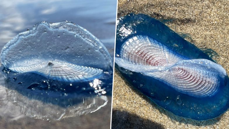 Mystery Blue Sea Creatures Cover UK Beaches, Leave Visitors Stunned