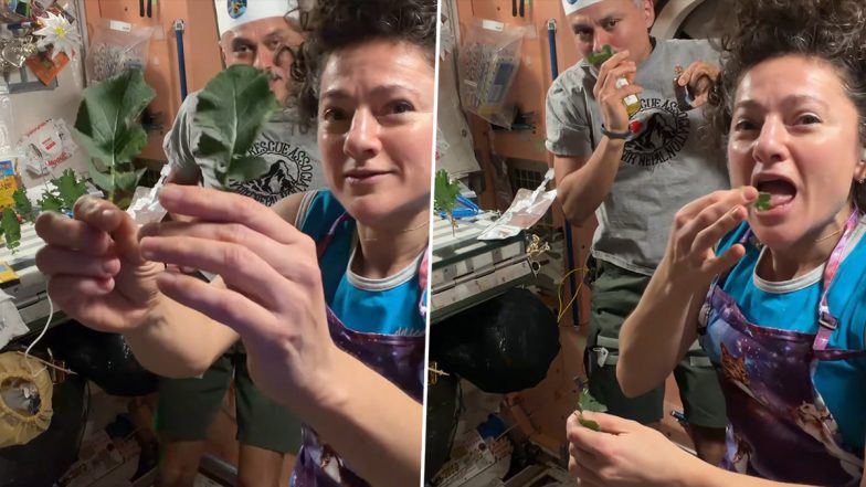 &lsquo;Chez ISS&rsquo;: Indian-Origin NASA Astronaut Anil Menon Shares Video of Harvesting Fresh Kale, Wasabi Greens in Space (Watch)