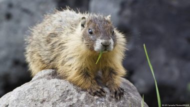 Hungary Goes Solar, Marmots Go Viral, Rome Gets a Glow-up