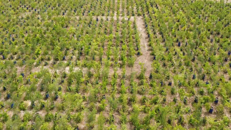 India News | Gujarat's Dholera Green Revolution: Turning Saline Wastelands into Sustainable Ecosystem
