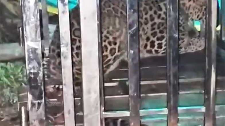 India News | Chhattisgarh: Leopard Terrorising Khaira Village Captured by Forest Department