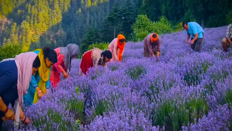 India News | Post-Article 370 Farming Revolution Takes Root in Jammu & Kashmir