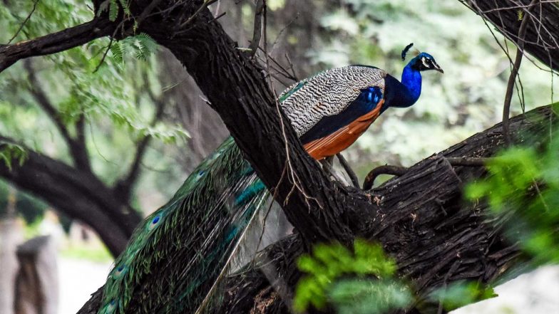 World News | UN Geneva Welcomes Five Peacocks Gifted by India, Continuing a Decades-old Tradition