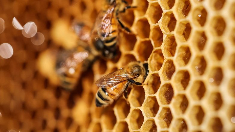Business News | Tripura Exports Mustard Honey to Dubai, Opening Global Market for Local Farmers