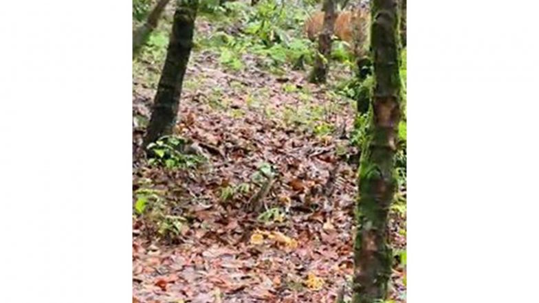 India News | Tiger Sighting at 8,000-ft Binsar Wildlife Sanctuary Prompts Heightened Vigil