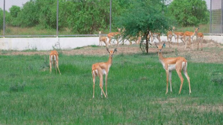 India News | Ecological Milestone on 80th Independence Day: 20 Blackbucks Rewilded into Kutch's Banni Grasslands
