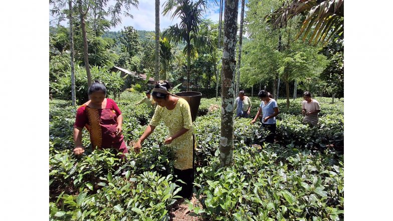 India News | From Leaf to Livelihood: Women Brew New Future Through Traditional Tea in Assam's Karbi Anglong District