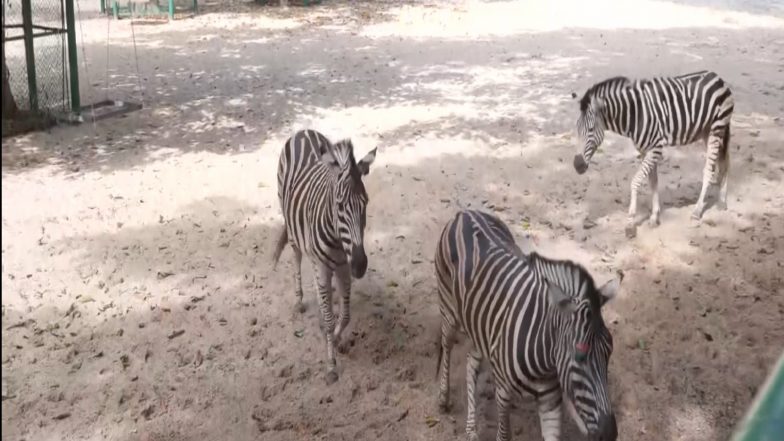 Entertainment News | Three Zebras Arrive at Thiruvananthapuram's 170-year-old Zoo from Gujarat's Vantara Under Animal Exchange Programme