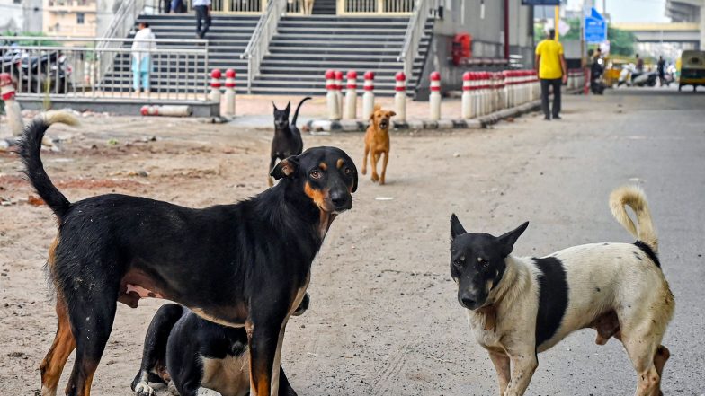 India News | Stray Dog Menace Forces 4-day Closure of 10 Schools in Chamoli's Narayanbagar