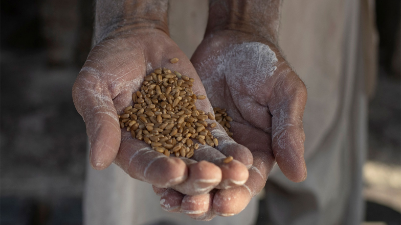 Business News | India Removes Export Restrictions on Wheat, Atta and Maida