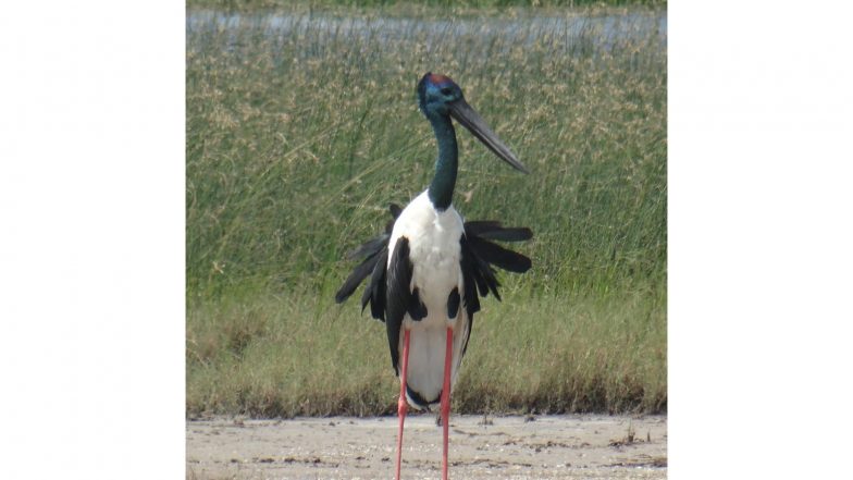 India News | Khijadiya Bird Sanctuary Emerges as Stronghold for Black-necked Stork Breeding in Gujarat; New Study Reveals