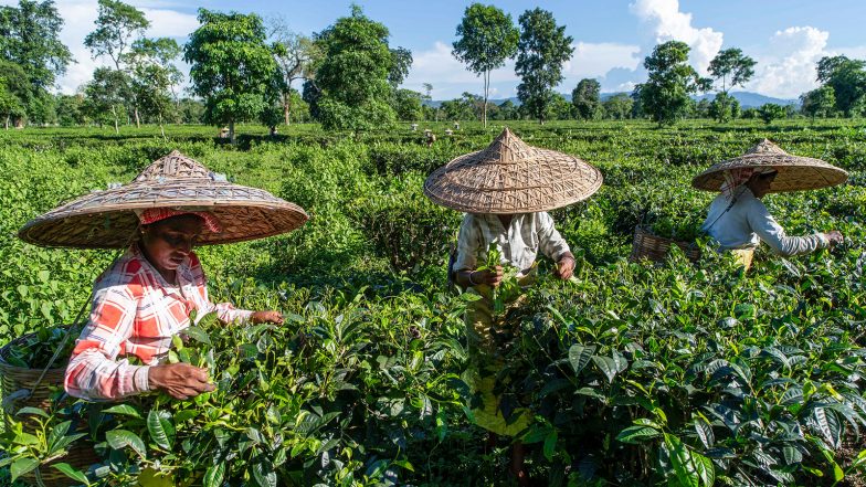 India News | Assam, West Bengal Tea Industry Faces Crisis as Auction Prices Plunge Amid Floods, Heat, Pest Attacks