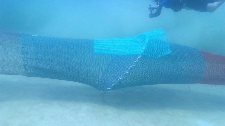 India News | Gujarat's Fishermen to Adopt Turtle Excluder Devices to Safeguard Sea Turtles