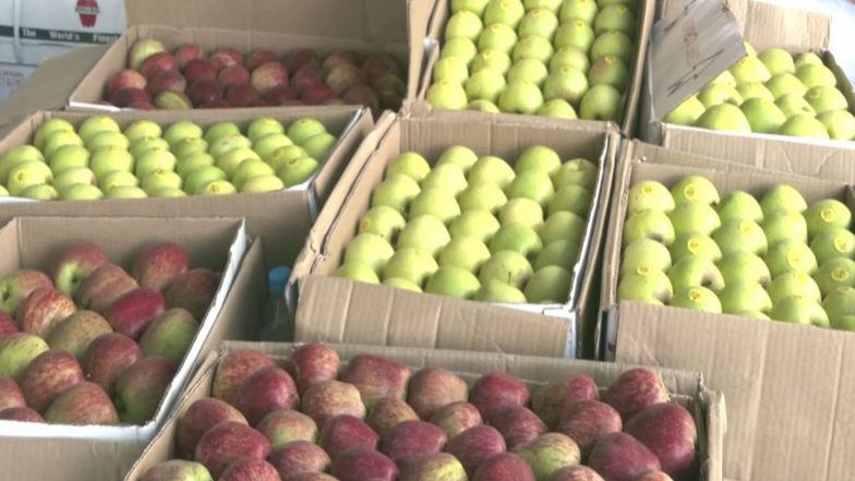 India News | Low Apple Crop, Rising Input Costs Leave Himachal Growers Worried Despite Firm Prices; Traders Report Losses