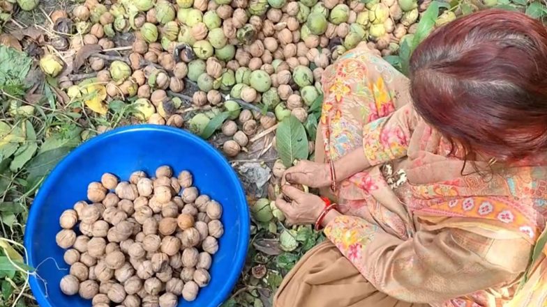 India News | J-K: Organic Walnut Harvest Begins in Kathua's Bani Hills; Farmers Draw Inspiration from PM's 'Mann Ki Baat'