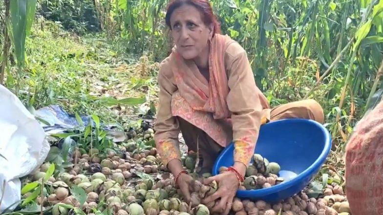 India News | J-K: Walnut Harvesting Begins in Kathua as Farmers Turn to Horticulture for Higher Income