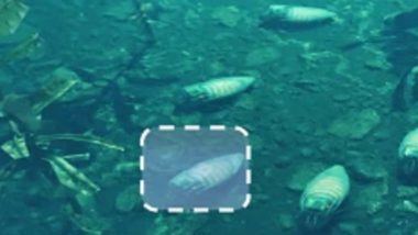 Cyborg Cockroaches Get a 'Diving Suit': NTU and Waseda Scientists Develop Amphibious Tech for Disaster Zones