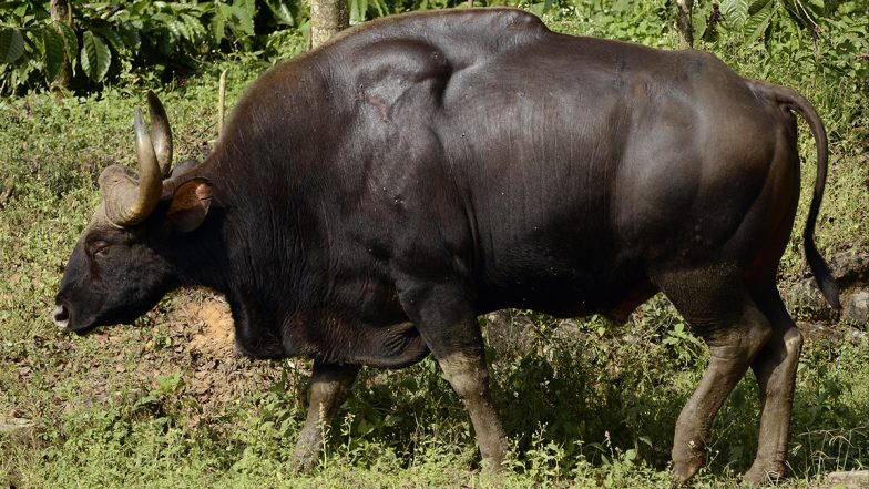Vilangad Gaur Attack: Man Gored to Death, Relative Dies of Heart Attack As Locals Refuse Cremation