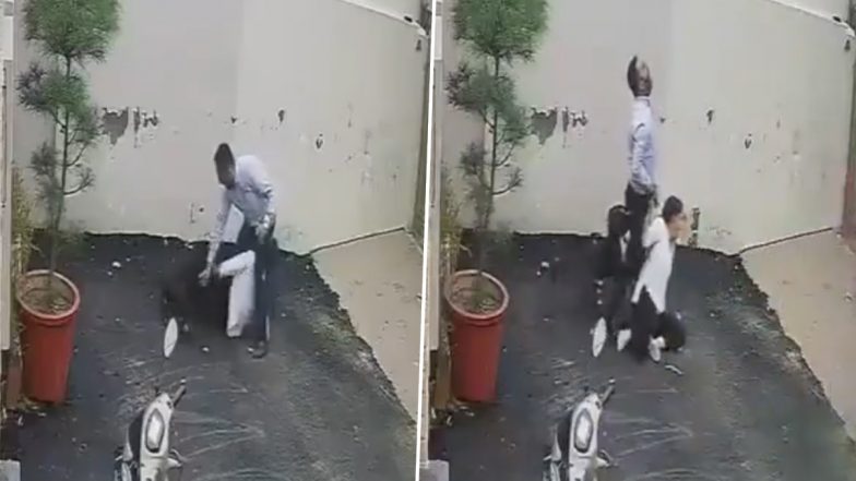 Patiala Pitbull Attack Video: Couple Mauled by Aggressive Dog During House Inspection; Husband Demands Justice