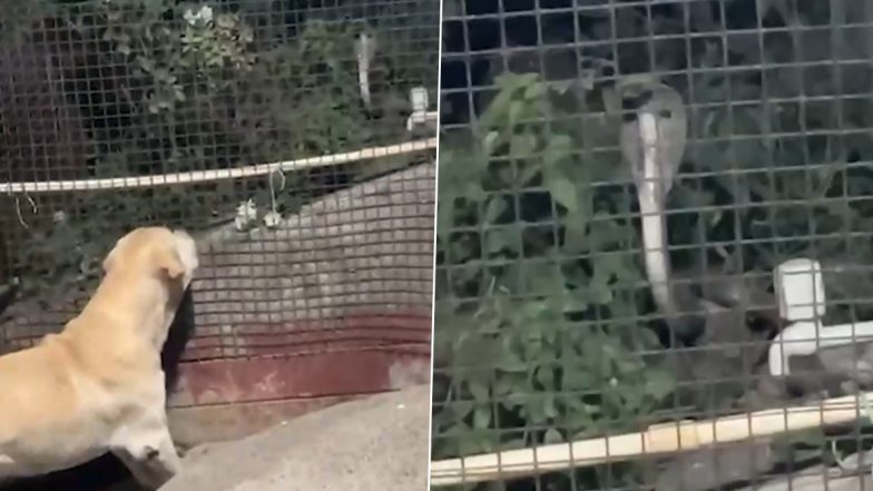 Uttar Pradesh: Loyal Pet Dog Tommy Dies Saving Family After Battling Venomous Snake in Ballia, Video Surfaces