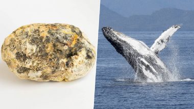 Whale Vomit Seized in Vasai: Police Busts Smuggling Racket, Arrests 5 With Ambergris Worth INR 2.06 Crore