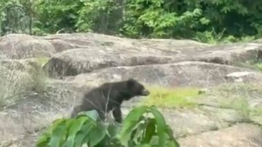 Chhattisgarh Bear Attack: Brother and Sister Killed by Wild Bear in Kanker District, Another Sibling Injured (Video)