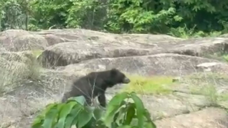 Chhattisgarh Bear Attack: Brother and Sister Killed by Wild Bear in Kanker District, Another Sibling Injured (Video)